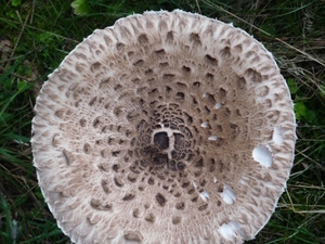 P1000269