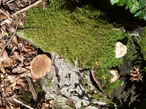 P1000252