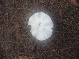 P1000235