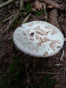 P1000225