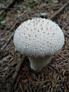 P1000226