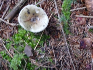 P1000133