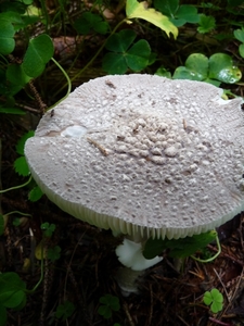 P1000215