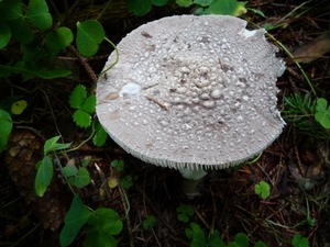 P1000216