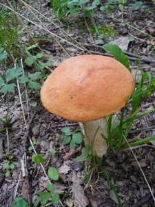 P1000219