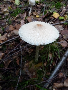 P1000197
