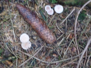 P1000137