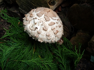 P1000058