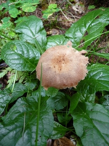 P1000186
