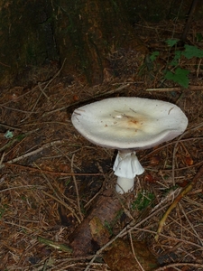 P1000088