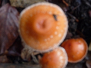 P1000120