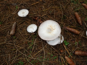 P1000090