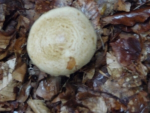 P1000116