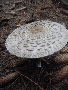 P1000237