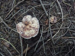 P1000239