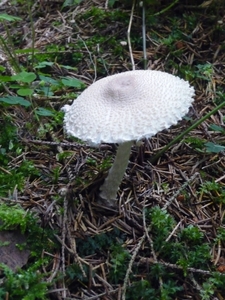 P1000266