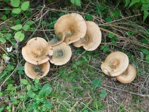 P1000341