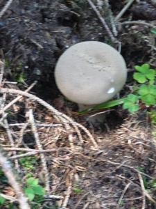P1000355