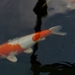 P1000068