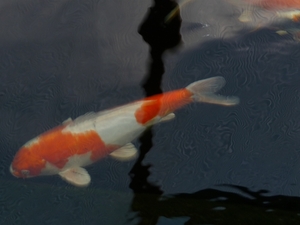 P1000068