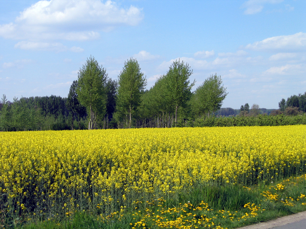 bloesem route