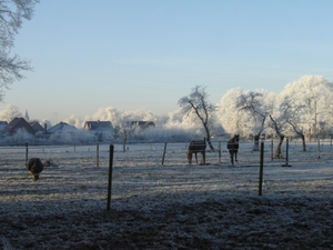 Paarden in de winter