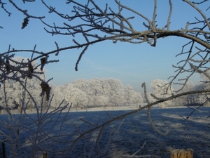 Witte bomen - Blauwe lucht