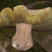 paddenstoel fort steendorp