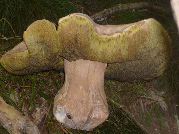 paddenstoel fort steendorp