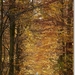 herfstdreef1