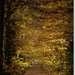 herfstdreef4