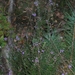 10 Heidebloemetjes