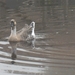 40 Moeder de Gans