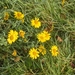48 Mooie bloemen in de berm