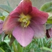 Helleborus orintalis