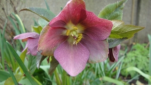 Helleborus orintalis