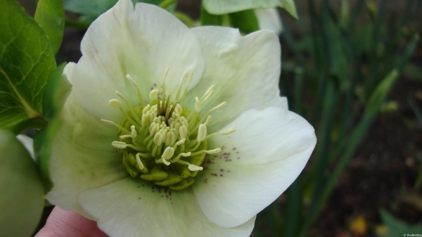 Helleborus niger