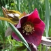 Helleborus o.