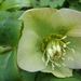 Helleborus niger
