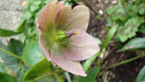 Helleborus o.