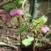 Helleborus o.
