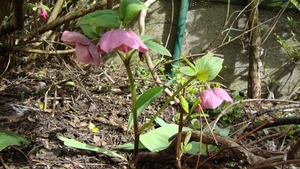 Helleborus o.