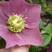 Helleborus o.