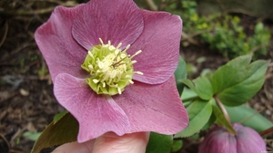 Helleborus o.