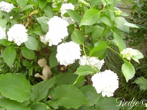 hortensia