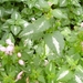 lamium maculatum