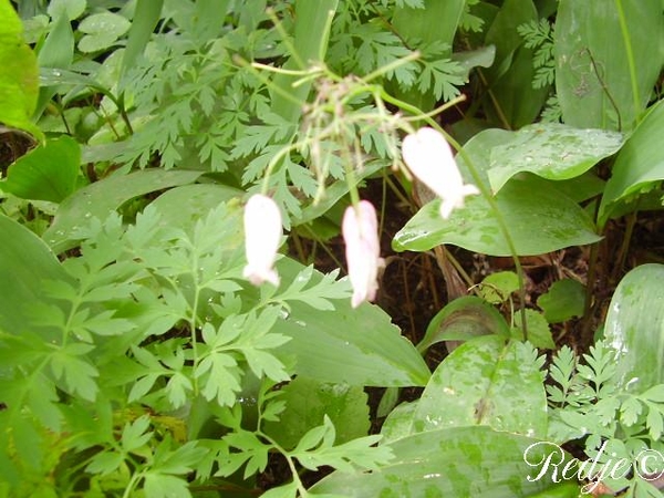 dicentra formosa