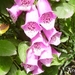 digitalis