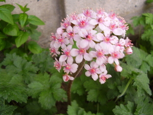 Darmera peltata