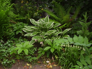 bonte hosta,salomonszegel